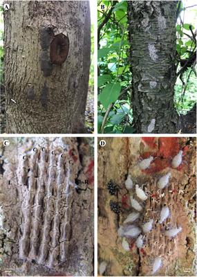 Oviposition selection in spotted lanternfly: impact of habitat and substrate on egg mass size and hatchability